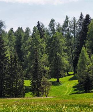 Sentieri del legno