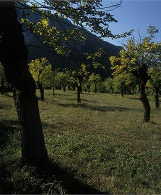 Paesaggi Estate