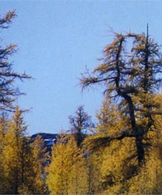 Antico bosco di Larice in Val Comasine