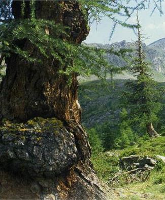 Antico bosco di Larice in Val Comasine